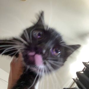 Meet your Posher, Nyalith